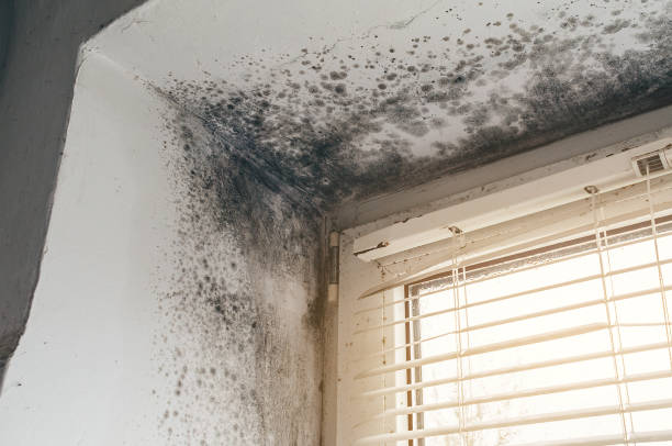 Affordable Mold Remediation solutions in Newton Upper Falls, MA