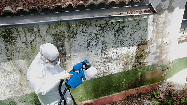 Top rated local Mold Remediation specialists in Newton Upper Falls, MA